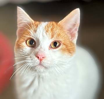 Photo of Sugar Booger