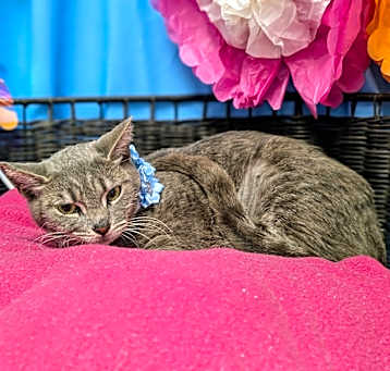 Photo of Sprinkles
