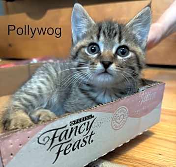 Photo of Pollywog