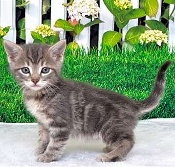 Photo of BENTLEY