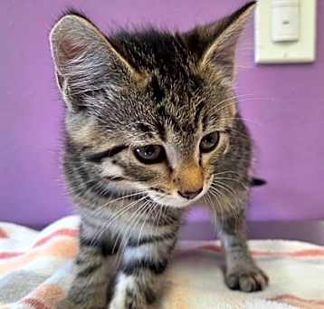 Photo of Milly