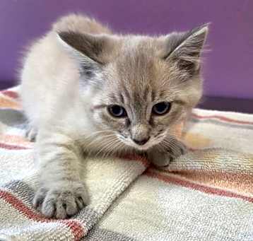 Photo of Suki