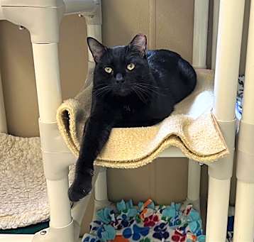 Photo of SPUNKY