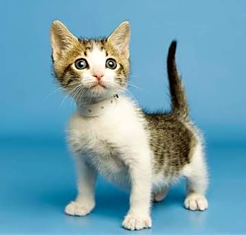 Photo of MEOWHAMID ALI