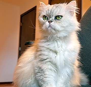 Photo of Princess