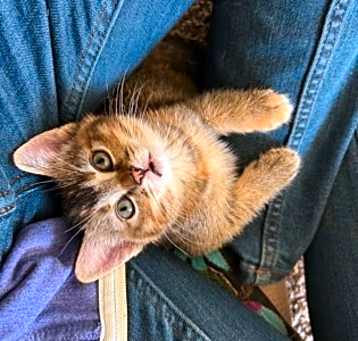 Photo of Minnow