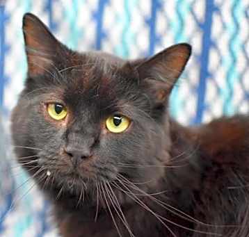 Photo of Oz