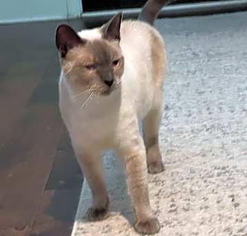 Photo of Willow