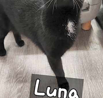Photo of Luna