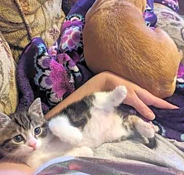 Photo of Taco (TexMex Litter)
