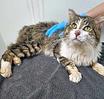 Photo of Bartholomeow