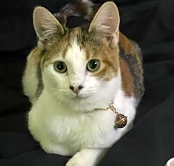 Photo of Brûlée
