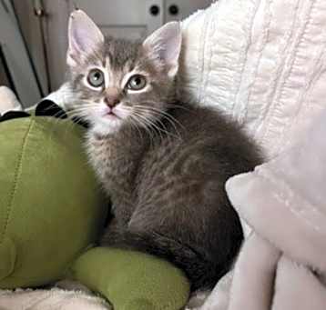 Photo of Padfoot