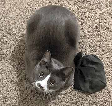 Photo of Curly