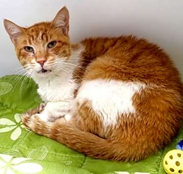 Photo of Carrotito (in foster)