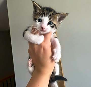 Photo of Crackle