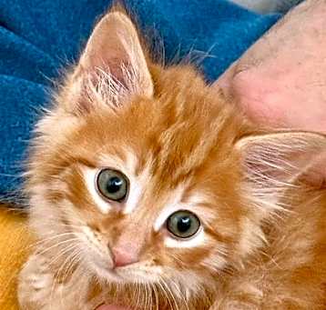 Photo of ALOE Kitten (m)