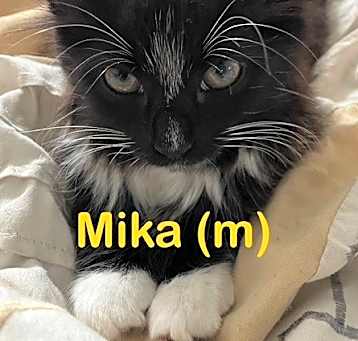 Photo of MIKA Kitten (m)