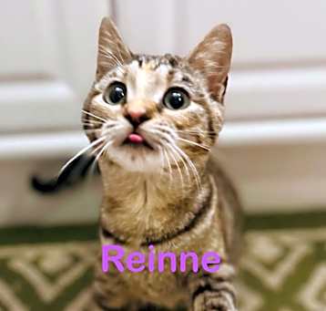 Photo of REINNE