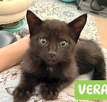 Photo of VERA Kitten (f)