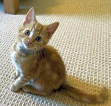 Photo of Cumin