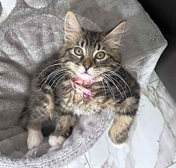 Photo of Miko