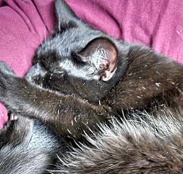 Photo of Echo