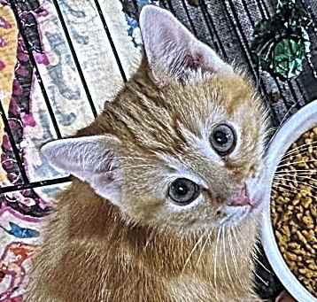 Photo of Crouton