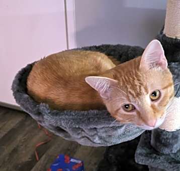 Photo of Nova
