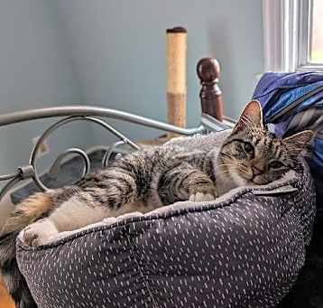 Photo of Meowzie