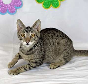 Photo of Phoenix