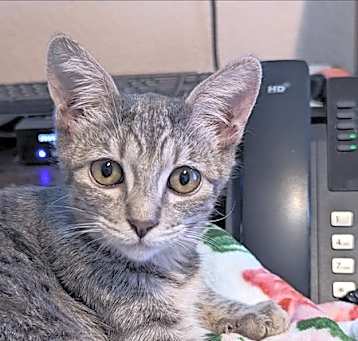 Photo of Lola