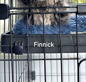 Photo of Finnick K.