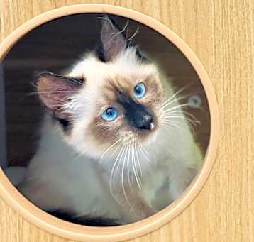 Photo of Louis V