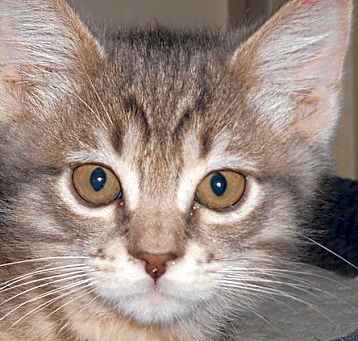 Photo of Sisko