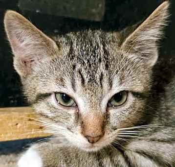 Photo of Piller