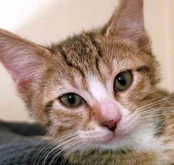 Photo of Quark