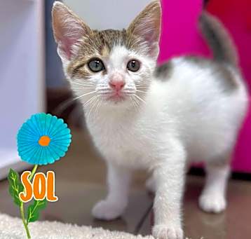 Photo of Sol