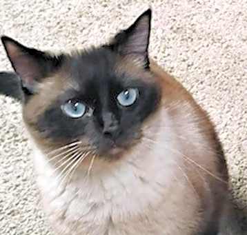 Photo of Tiffi
