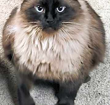 Photo of Niki
