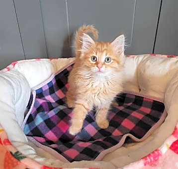 Photo of Gale Weathers @Nine Lives Cat Cafe