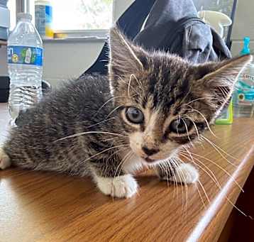 Photo of Sparky