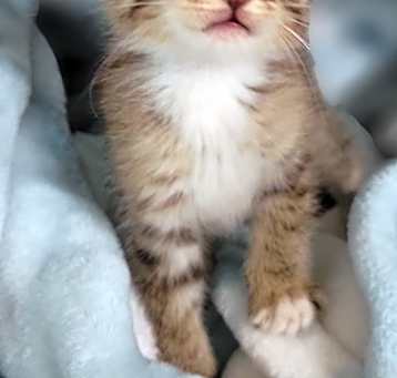 Photo of Bo