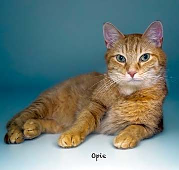 Photo of Opie