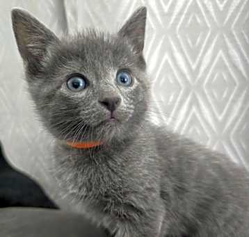 Photo of Percy