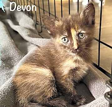 Photo of Devon