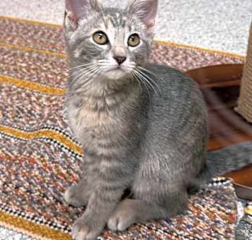 Photo of Diamond
