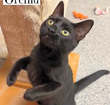 Photo of Orchid