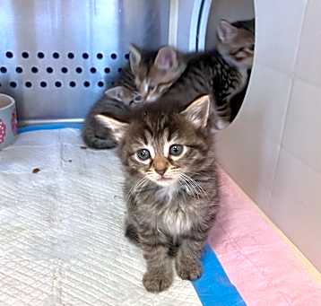 Photo of Hershey