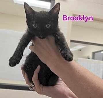 Photo of Brooklyn